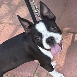 Amora - Black and white female Boston Terrier puppy in Albuquerque, New Mexico from Mat Bee Boston Terriers