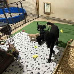 Aussiedoodle and Poodle Puppies from Aussiedoodles by Maggie
