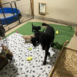 Aussiedoodle and Poodle Puppies from Aussiedoodles by Maggie