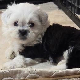 Shihpoos and Shih Tzus from SweetTee's Shih Tzus LLC