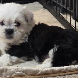 Shihpoos and Shih Tzus from SweetTee's Shih Tzus LLC