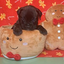 Bee - Fawn brindle female Bullmastiff puppy in South Attleboro, Massachusetts from Bessettes Bullies