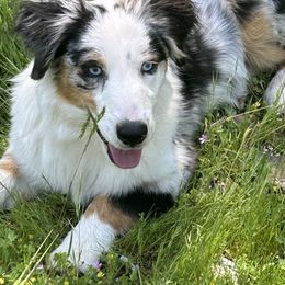 Miniature Australian Shepherd All Grown Up from Dream Dog Mini Aussies