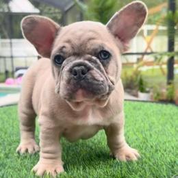 Dragon - AKC Male - Blue Fawn - Fawn and white male French Bulldog puppy in Gulf Breeze, Florida from SW Frenchies