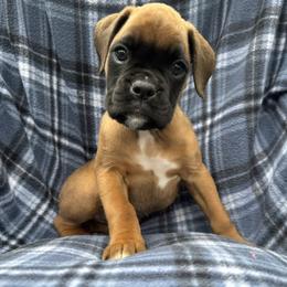 Shelby - Fawn female Boxer puppy in Cicero, New York from MK Boxer Haven of CNY