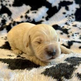 Ryder - Light golden male Golden Retriever puppy in Oregon from Bliss Retrievers