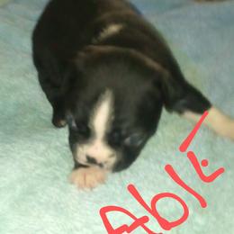 Boston Terrier Puppies from Got What You Need