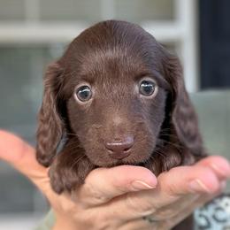 Boy 2 - Benjamin Bunny - Chocolate male Dachshund puppy in Corbin, Kentucky from Steele Half Acre Homestead