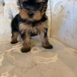 Jack - Black and gold male Yorkshire Terrier puppy in Hesperia, California from Toy Treasure Yorkies