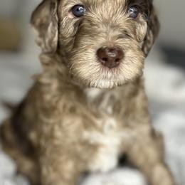 Bernedoodle and Poodle Puppies from Connie Wilkinsom