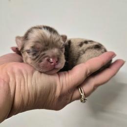 AKC Viserys - Merle male Chihuahua puppy in Silver Summit, Utah from Snow Peak Kennel