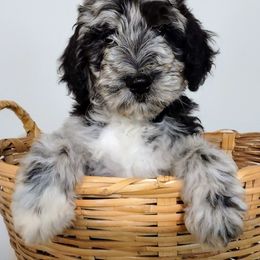 Goldendoodle Puppies from Carolina Goldendoodle