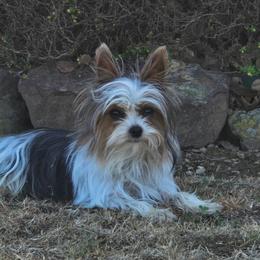 Yorkshire Terrier All Grown Up from Denny Farms Yorkies
