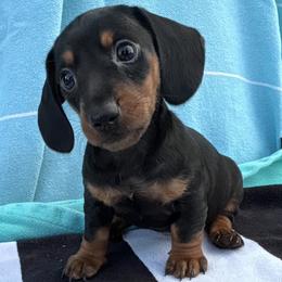 Dachshund puppies from J's Mini Dachshunds