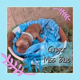 Ginger Morrible - Dark golden female Golden Retriever puppy in Driggs, Idaho from SK Golden Retrievers