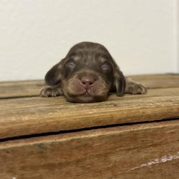 Artemis - Chocolate and cream female Dachshund puppy in Squires, Missouri from Hudson’s Hounds