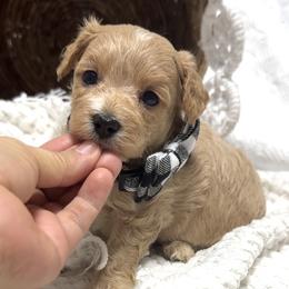 Franco - Apricot male Maltipoo puppy in Spring, Texas from GlamPaw Maltipoos
