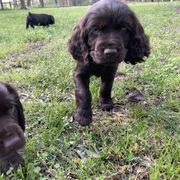 Boykin Spaniel Puppies from Cottonwood Kennel