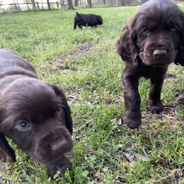 Boykin Spaniel Puppies from Cottonwood Kennel