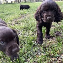 Boykin Spaniel Puppies from Cottonwood Kennel