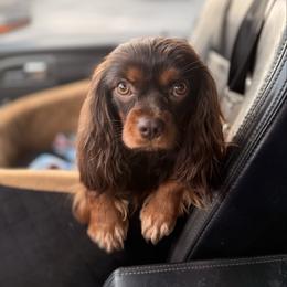 Willie - Cavalier King Charles Spaniel