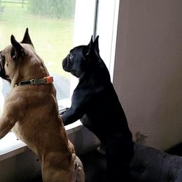 Burger - French Bulldog