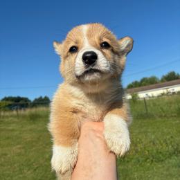 Mr. Spot - Red male Pembroke Welsh Corgi puppy in Delton, Michigan from CorGizmo