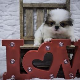 Girl 1 - Sable and white female Japanese Chin puppy in Johnson City, Tennessee from Erin & Friends Japanese Chin