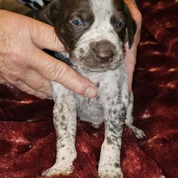 G - White and liver male German Shorthaired Pointer puppy in Glendive, Montana from Lazy Hearts Kennel