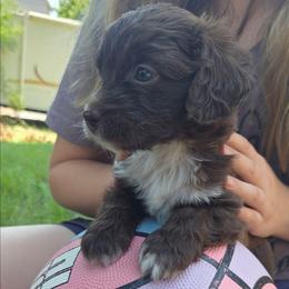 Millennium Falcon - Brown and white female Aussiedoodle puppy in Cumberland, Rhode Island from W Doodle Crew