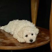 Pumi Puppies from Karizma Pumik