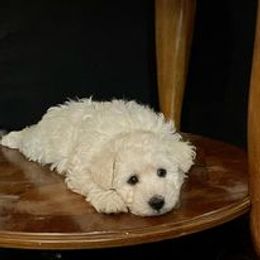 Pumi Puppies from Karizma Pumik