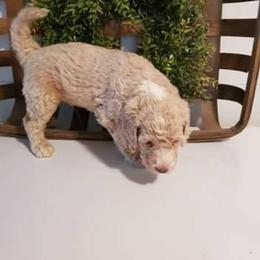 Goldendoodle, Golden Retriever, and Poodle Puppies from Studmuffin Services