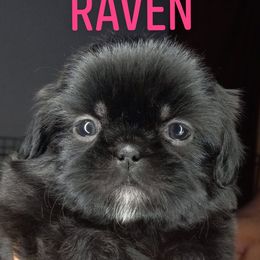 Shih Tzu and Yorkshire Terrier Puppies from Thorntons Fur Crew