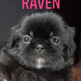 Shih Tzu and Yorkshire Terrier Puppies from Thorntons Fur Crew