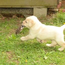 Labrador Retriever Puppies from Cribstone Labradors