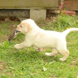 Labrador Retriever Puppies from Cribstone Labradors