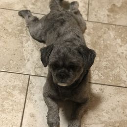 Legacy - Shih Tzu