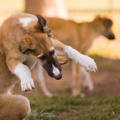Borzoi Puppies from Rezance Borzoi