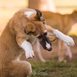 Borzoi Puppies from Rezance Borzoi