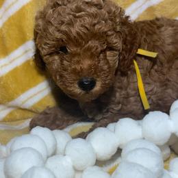 Sunshine - Red  female Poodle puppy in Seminole, Oklahoma from TruPoodles, Oklahoma AKC Mini poodles