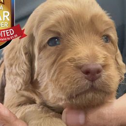 Barney - Caramel red male Australian Labradoodle puppy in San Juan, Texas from QuiSal Labradoodles