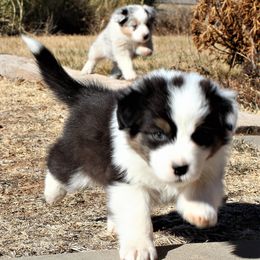 Australian Shepherd Puppies from 4t Aussies