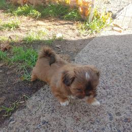 Shih Tzu Puppies from Tough Shih