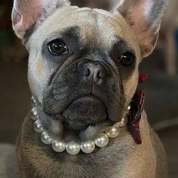 French Bulldogs from Boujee Bully Crew