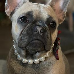 French Bulldogs from Boujee Bully Crew