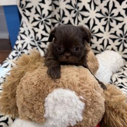Solid chocolate male - Liver male Shih Tzu puppy in Fort Myers, Florida from Donna's Puppies