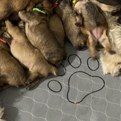 Bouvier des Flandres Puppies from Desert Diamonds Bouviers