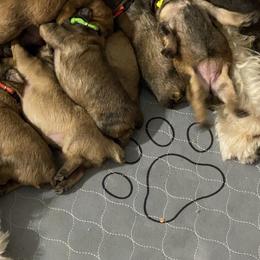Bouvier des Flandres Puppies from Desert Diamonds Bouviers