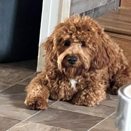 Parker - Red male Cavapoo puppy in Columbus, Montana from Montanas Mountain Bernedoodles